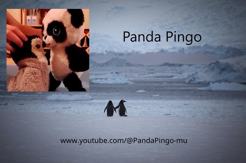 panda_pingo_channel